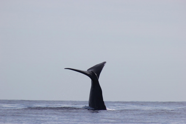 Ballenas del Pacifico